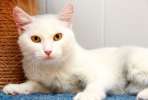 Белоснежное чудо по имени Блонди! Очень красивая молодая кошка в дар.