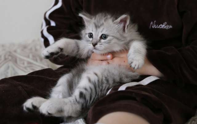 Замечательные котятки в добрые и заботливые руки! 