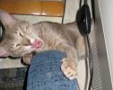 Прямошерстик- петерболд лиловый-полосатый кот