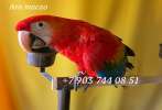 Красный ара (ara macao) - абсолютно ручные птенцы из питомника