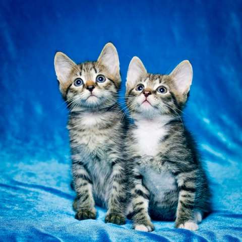 Два котенка в тельняшках в поисках дома