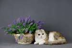 Восхитительные шотландские котята из питомника
