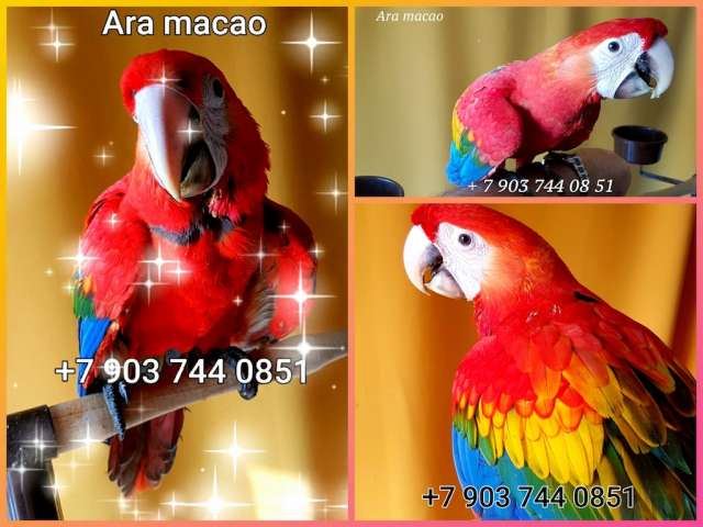 Красный ара (Ara macao) - абсолютно ручные птенцы из питомника
