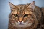 Молодой серьёзный кот Пума необычного окраса ищет семью! 