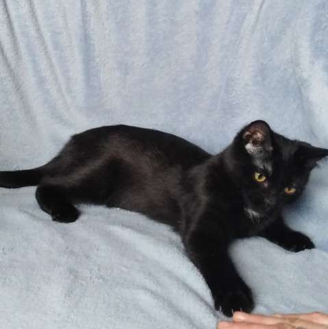 Черный котенок с белым пятнышком