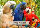 Биокорма премиум класса для крупных видов попугаев из Европы