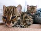 продам котят Азиатского леопардового кота. алк.