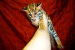 продам котят Азиатского леопардового кота. алк. тeл-8.987.956.06.80
