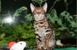 Чистокровный бенгальский котенок