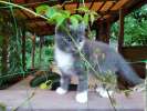 Трехцветные котята-черепашки для счастья в доме