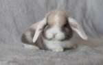 Продажа карликовых крольчат (MiniLop)