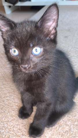 Котята Йоркской шоколадной кошки