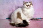 Высокопородный шотландский котенок с родословной