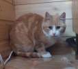 Рыжий котик Фунтик ищет дом