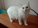 Симпатичная белая  кошка Даша ищет дом