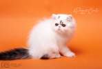 Персидский котик