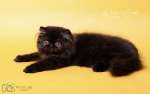 Черная персидская кошечка