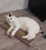 Симпатичная белая кошка Маруся ищет дом
