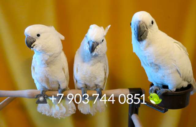 Белохохлый какаду (Cacatua alba) ручные птенцы из питомника