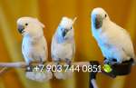 Белохохлый какаду (Cacatua alba) ручные птенцы из питомника