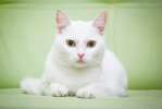 Котик Марсик – белоснежный красавец в добрые руки 