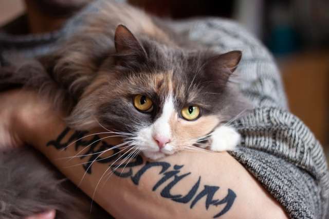 Шикарная кошка Прима в добрые руки