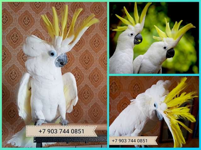 Желтохохлый какаду (Cacatua galerita triton) - ручные птенцы из питомника