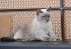 Ласковая кошечка Киса фенотип сиамской кошки ищет дом и доброе сердце