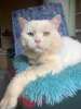 Украшение любого дивана, роскошный ласковый котик Орбит в добрые руки