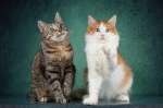 Котята Пунш и Луиза в добрые руки
