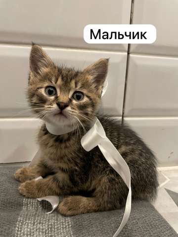 Котята в добрые руки