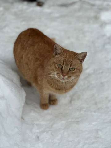 Ищет дом красивая рыжая кошечка. 