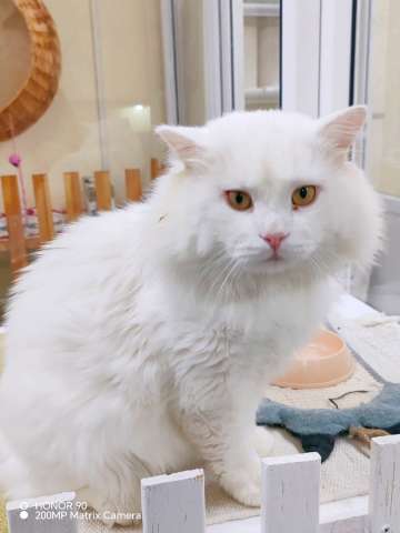БелоСнежный котик Цехин в добрые руки БелоСнежный котик Цехин в добрые руки