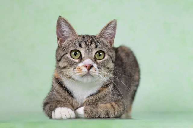 Котенок Грейси — ласковое чудо в поисках дома! Котенок Грейси — ласковое чудо в поисках дома!