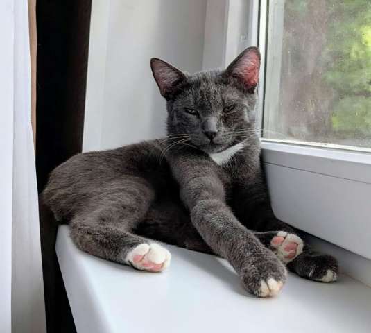 Котёнок Томас ищет дом! Котёнок Томас ищет дом!