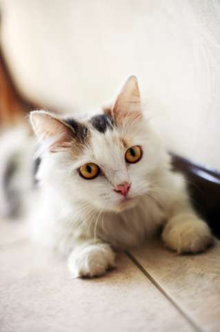 Кошка Маруся ищет дом одним животным. Кошка Маруся ищет дом одним животным.