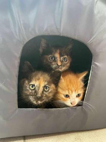 Котята беспородные Котята беспородные