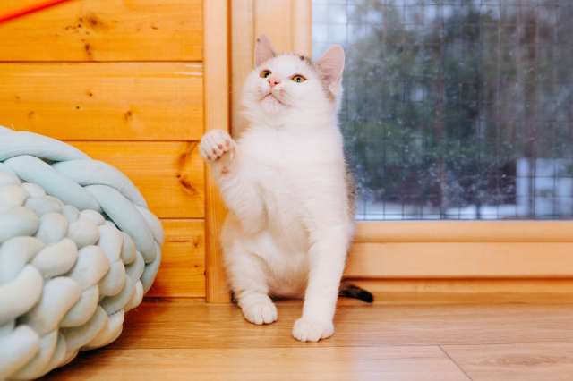 Милейший котенок Витас в добрые руки Милейший котенок Витас в добрые руки