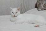 Чисто-белая кошка Люся в добрые руки