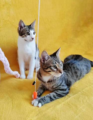 Классные котята брат и сестра в добрые руки Классные котята брат и сестра в добрые руки