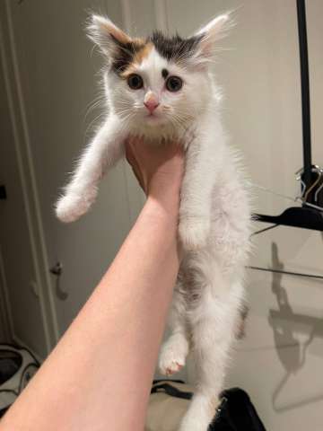 Котенок Лапка в добрые руки Котенок Лапка в добрые руки