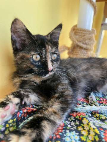 Котенок Алиса в добрые руки! Котенок Алиса в добрые руки!
