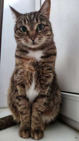Кошка Яшка в добрые руки. Кошка Яшка в добрые руки.
