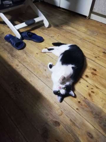 Котик Чип Котик Чип