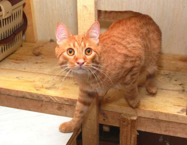 Рыжий Серафим, юный котик в добрые руки. 