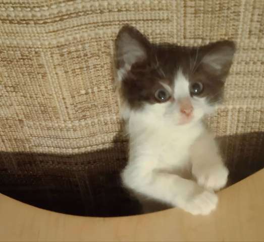 Котенок-карапузик в добрые руки, 1,5 мес Котенок-карапузик в добрые руки, 1,5 мес
