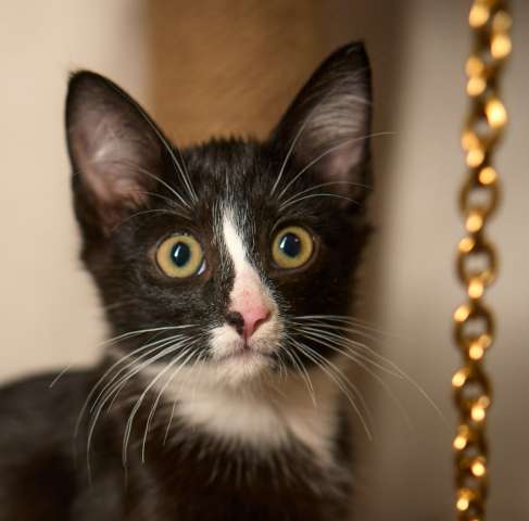 Отдам даром котенка Мушку