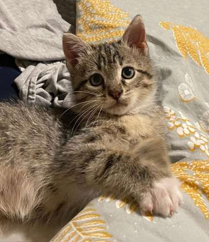 Ищет дом ласковый котенок Кай