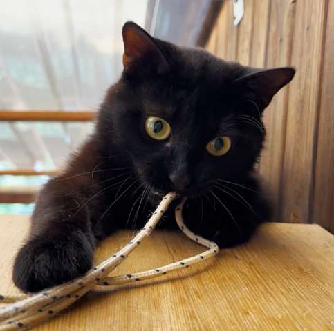 Чёрный добрый кот Сёма в хорошие руки