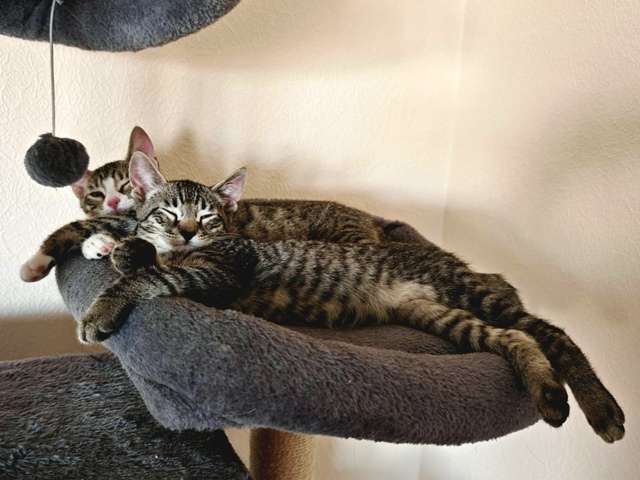 Котята-полсатики в добрые руки 